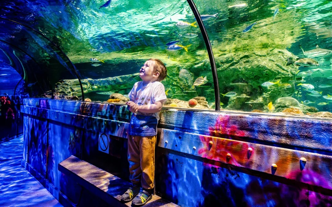 SEA LIFE Brighton: Deluxe Anytime Package Image 8