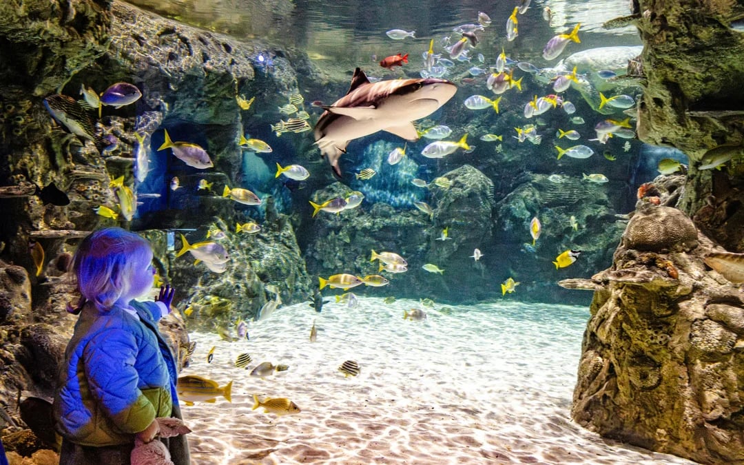 SEA LIFE Brighton: Deluxe Anytime Package Image 9