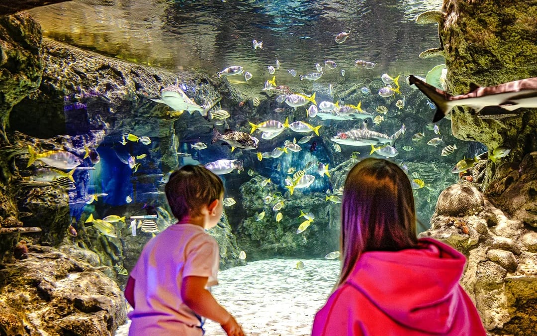SEA LIFE Brighton: Standard Admission Tickets Image 2