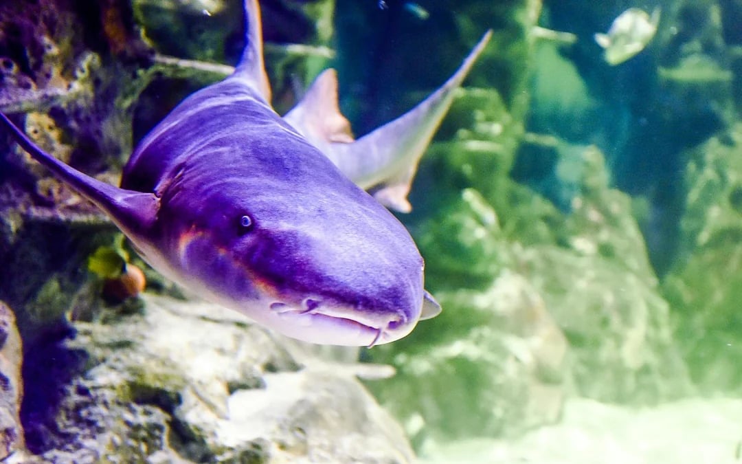 SEA LIFE Brighton: Standard Admission Tickets Image 3