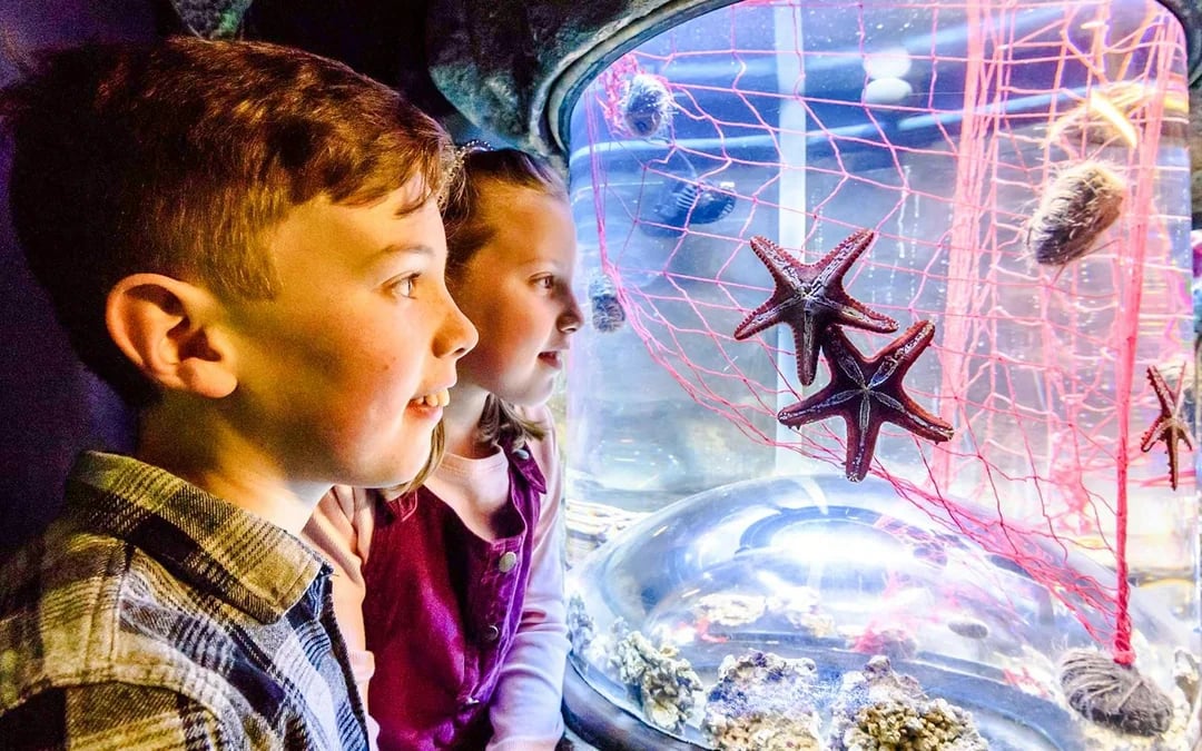 SEA LIFE Brighton: Standard Admission Tickets Image 7