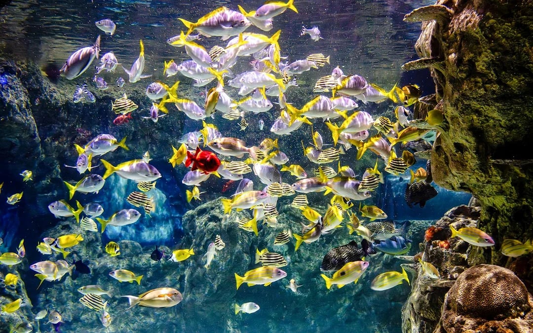 SEA LIFE Brighton: Standard Admission Tickets Image 8