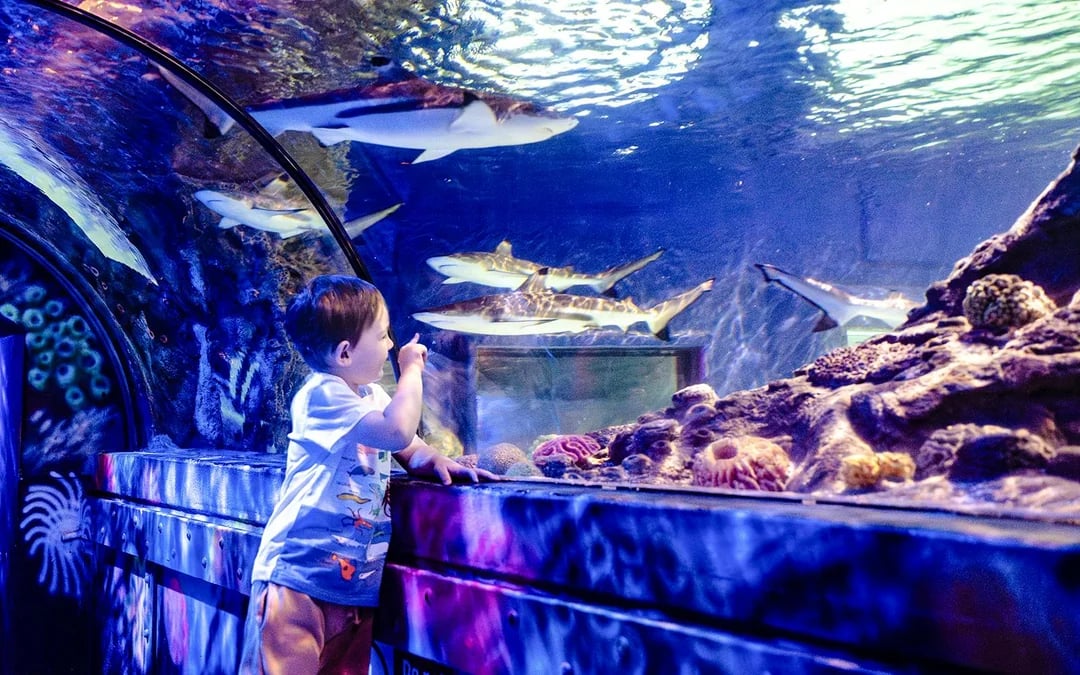 SEA LIFE Brighton: The SEA LIFE package Image 1