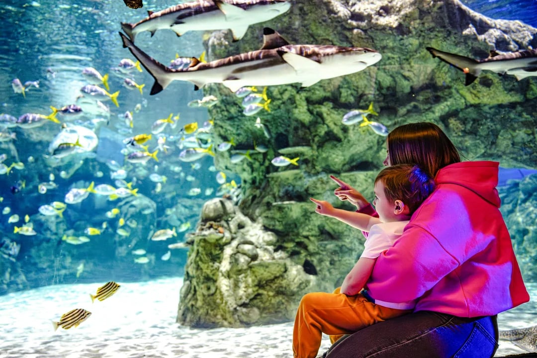SEA LIFE Brighton: The SEA LIFE package Image 12