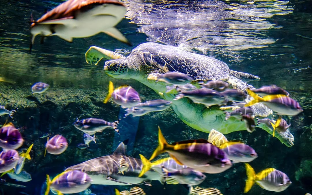 SEA LIFE Brighton: The SEA LIFE package Image 4