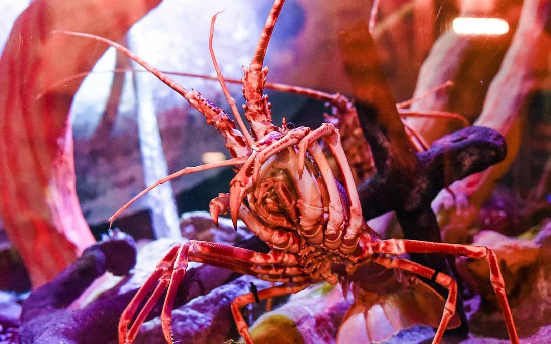 SEA LIFE Brighton: The SEA LIFE package Image 7