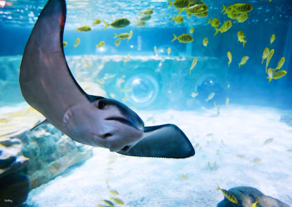 Sea Life Busan Aquarium Tickets | Korea