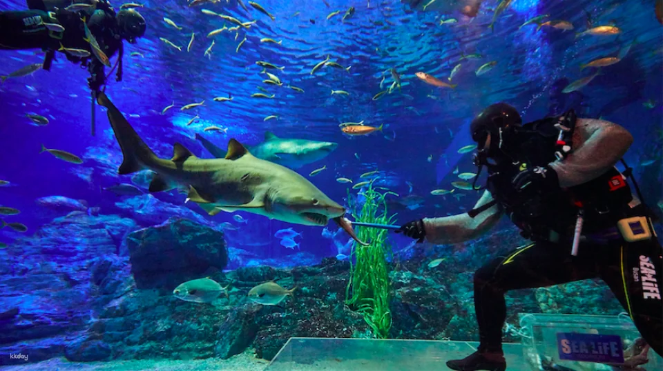 Sea Life Busan Aquarium Tickets | Korea