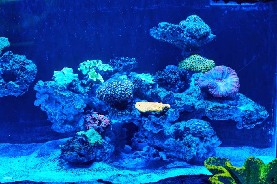 Sea Life Busan Aquarium Tickets | Korea