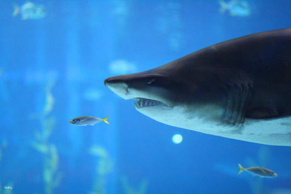 Sea Life Busan Aquarium Tickets | Korea