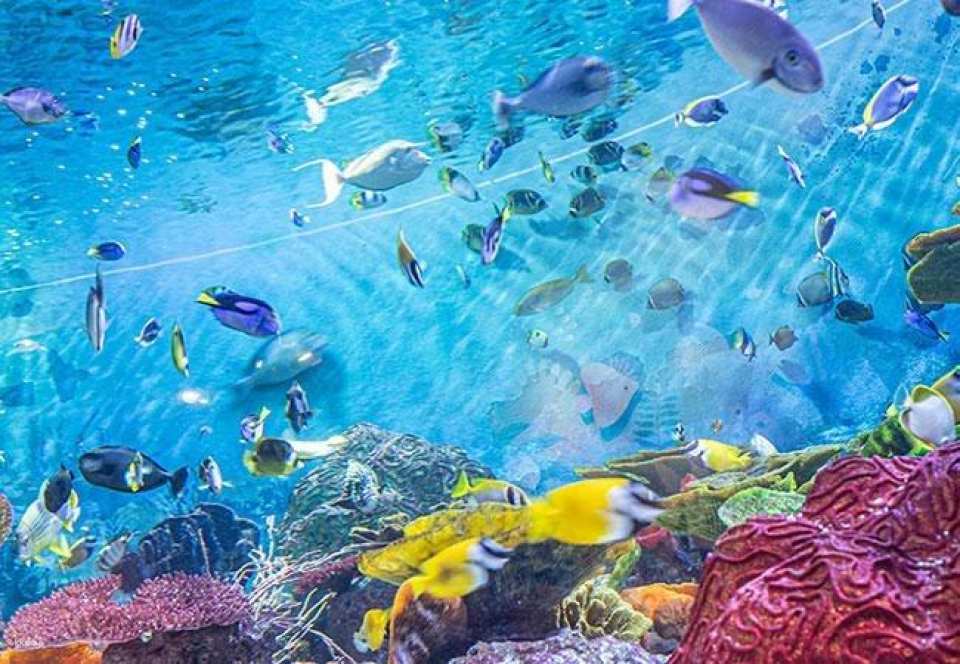 SEA LIFE COEX, Seoul Aquarium Admission Ticket