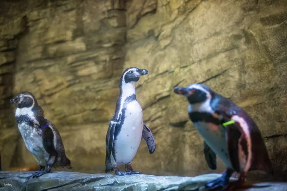 SEA LIFE COEX, Seoul Aquarium Admission Ticket