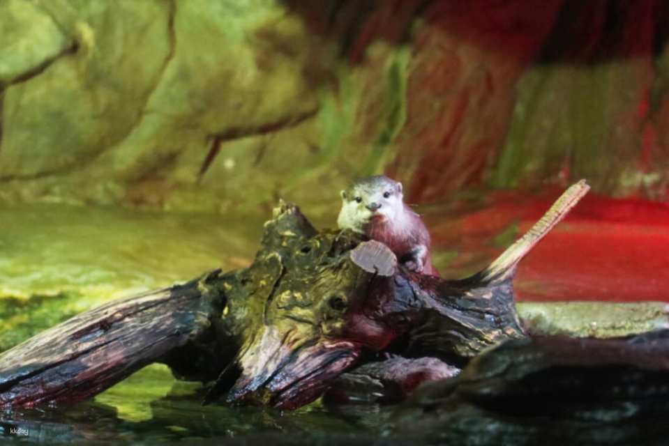 SEA LIFE COEX, Seoul Aquarium Admission Ticket