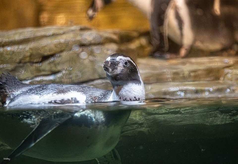 SEA LIFE COEX, Seoul Aquarium Admission Ticket