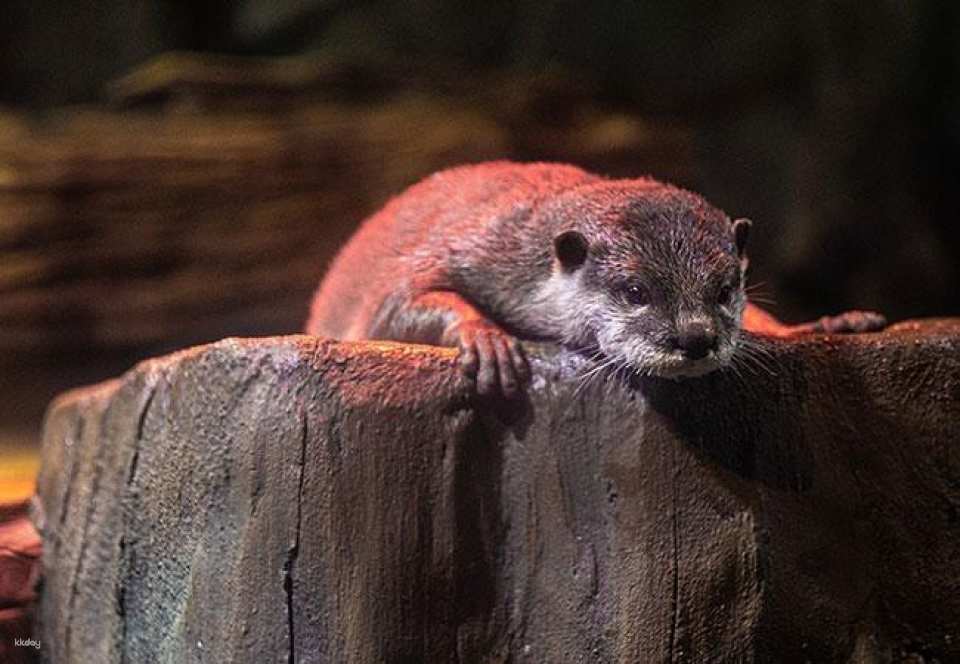 SEA LIFE COEX, Seoul Aquarium Admission Ticket