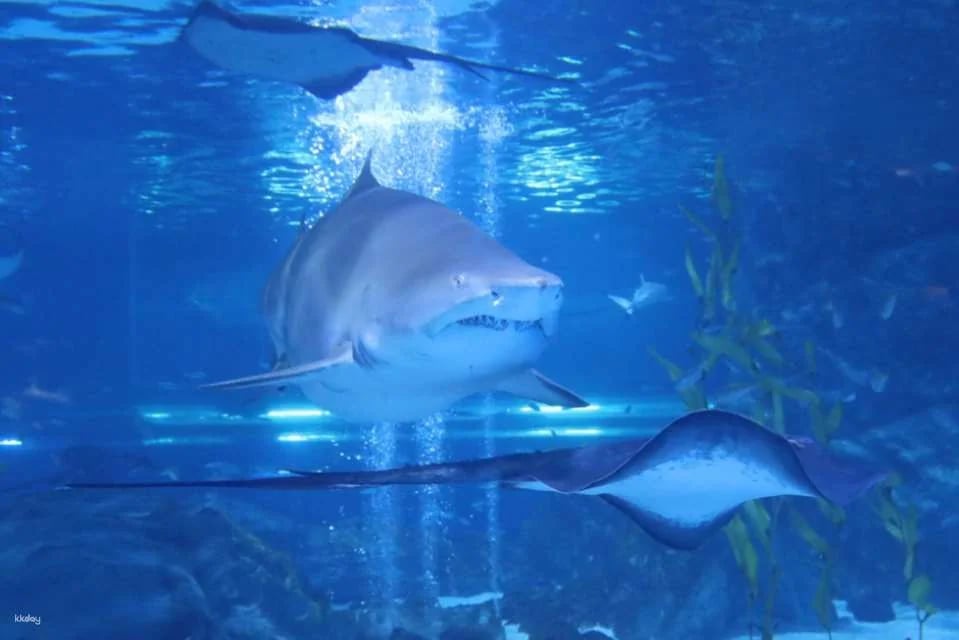 SEA LIFE COEX, Seoul Aquarium Admission Ticket