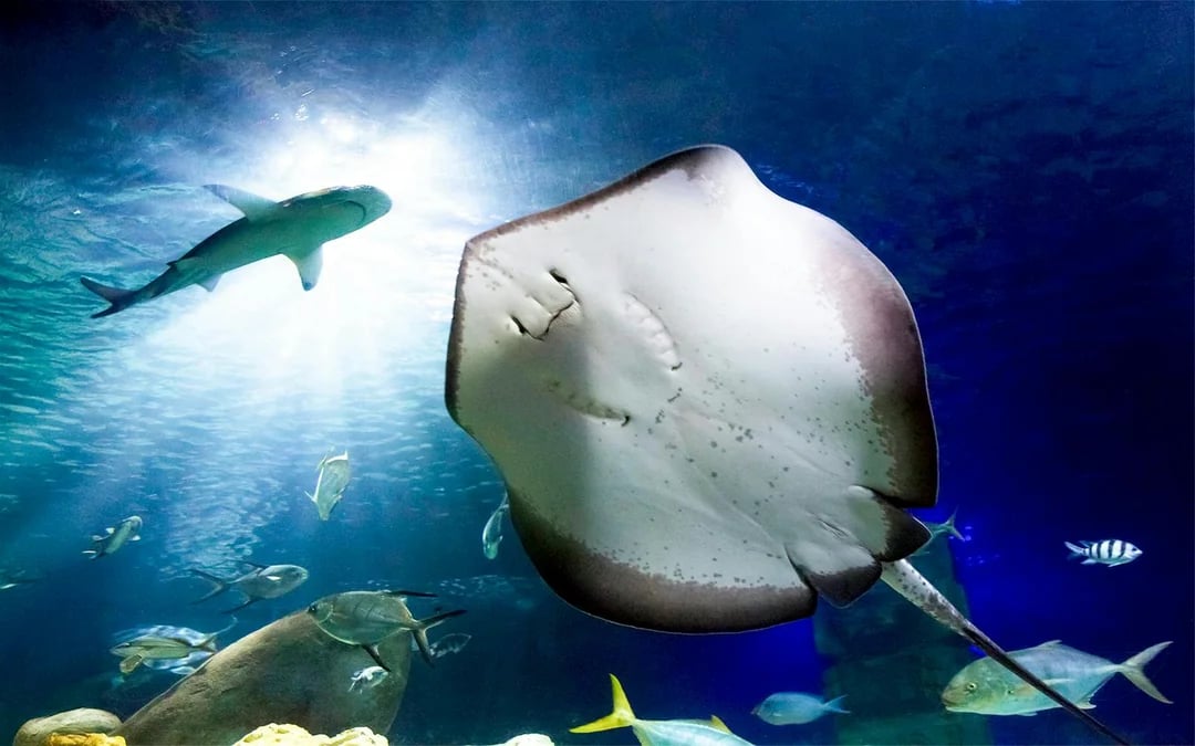 SEA LIFE Hannover Entry Tickets Image 2