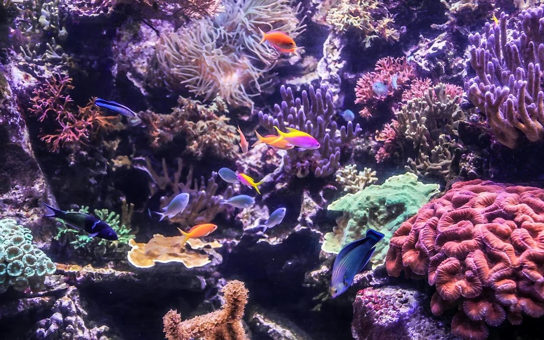 SEA LIFE Hannover Entry Tickets Image 11