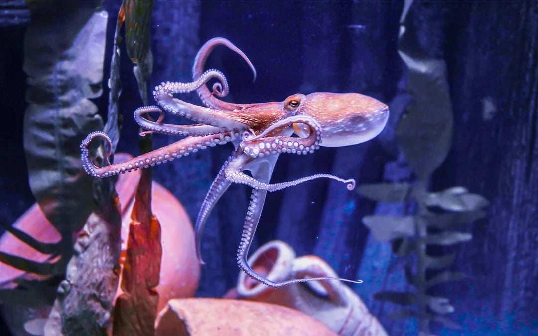 SEA LIFE Hannover Entry Tickets Image 10
