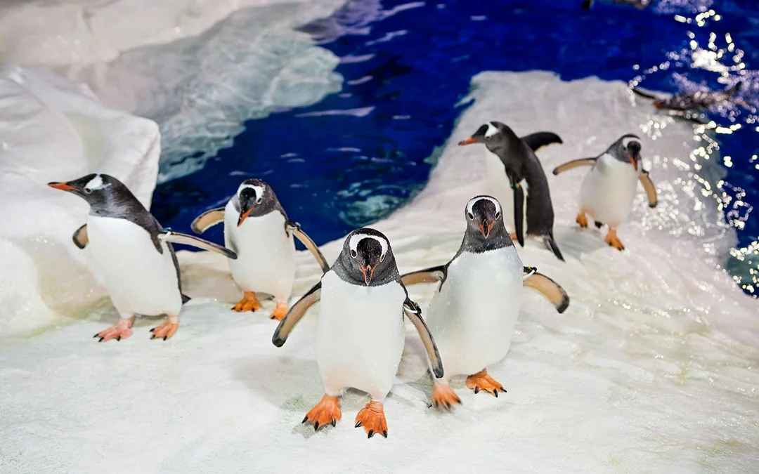 Sea Life Kelly Tarlton's Aquarium Entry Tickets Image 2