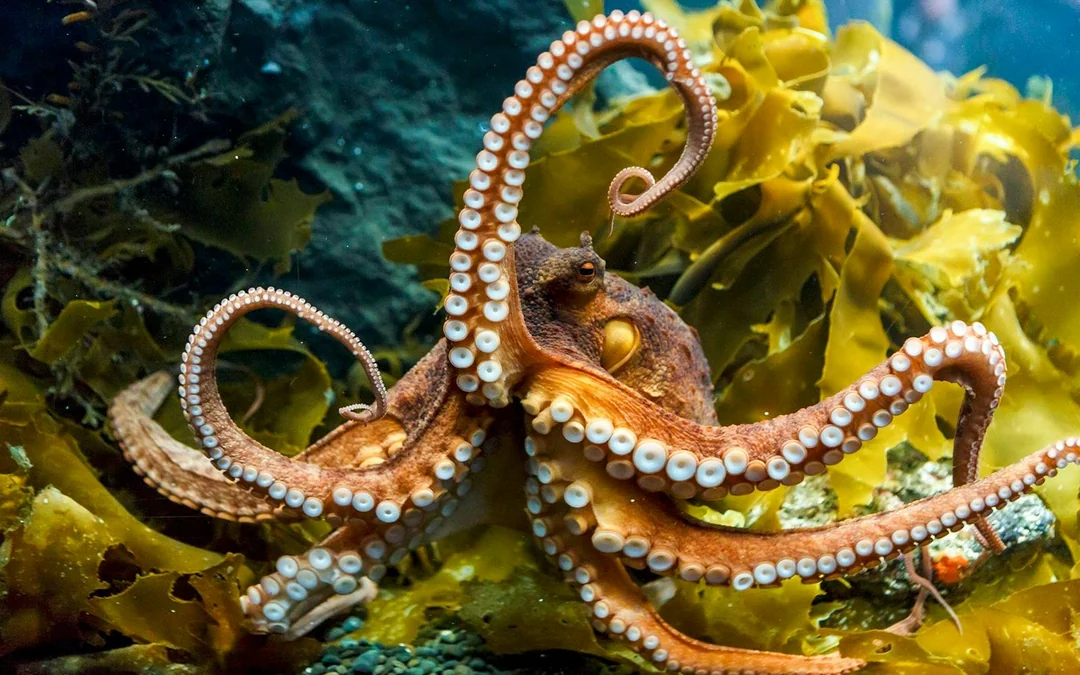 Sea Life Kelly Tarlton's Aquarium Entry Tickets Image 3