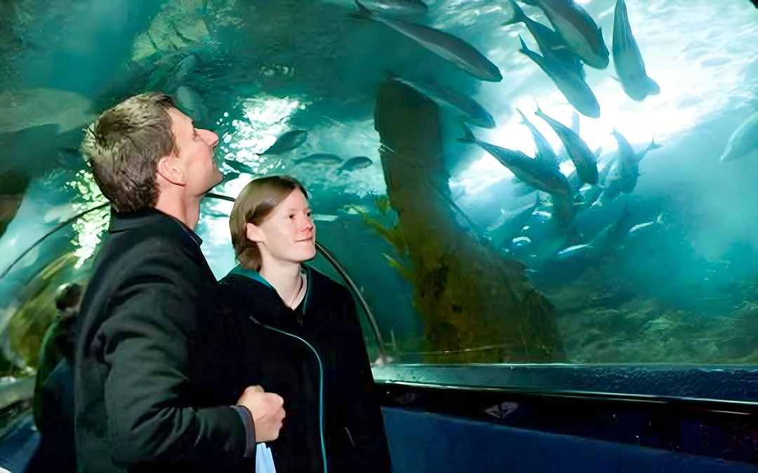Sea Life Kelly Tarlton's Aquarium Entry Tickets Image 5