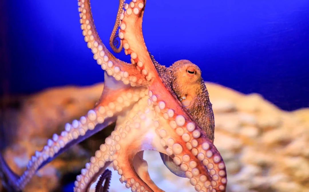 SEA LIFE Konstanz Admission Ticket
 Image 11