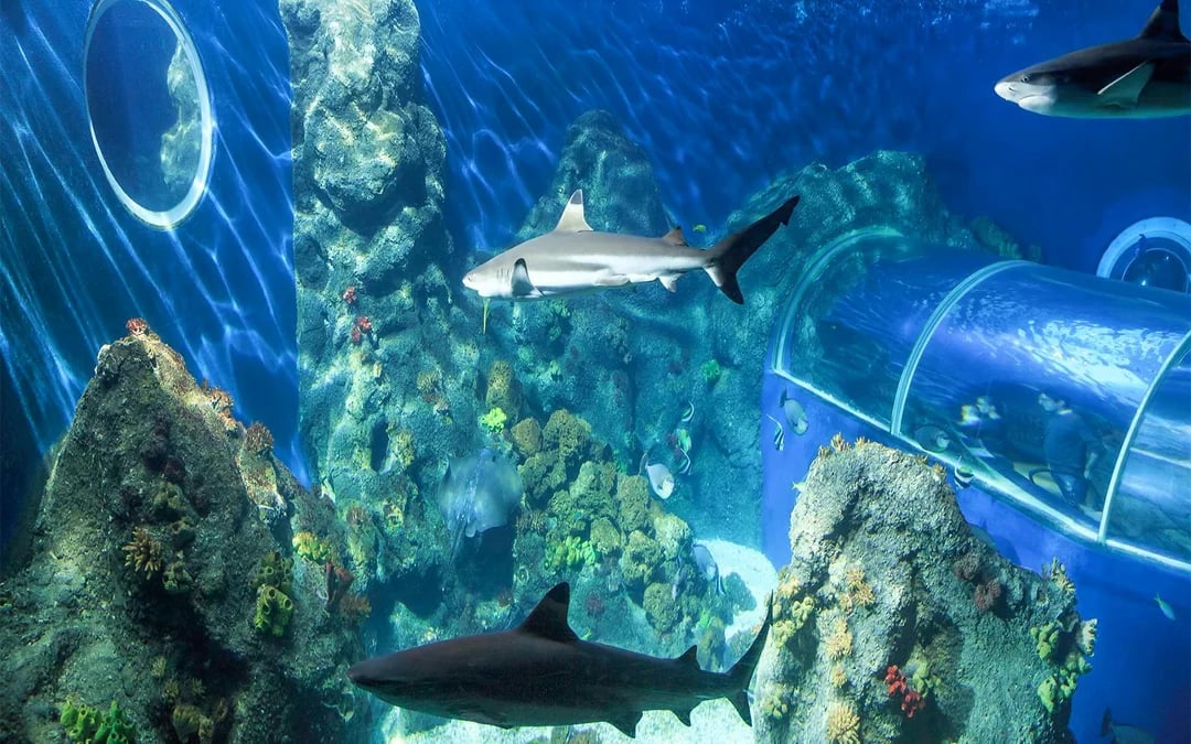 SEA LIFE Konstanz Admission Ticket
Image 3