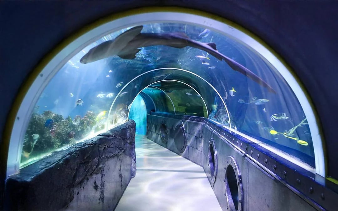 SEA LIFE Konstanz Admission Ticket
 Image 5