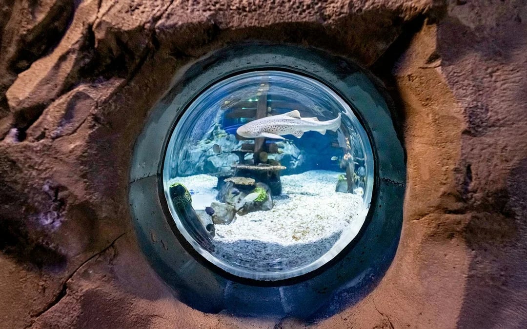 SEA LIFE Konstanz Admission Ticket
 Image 9