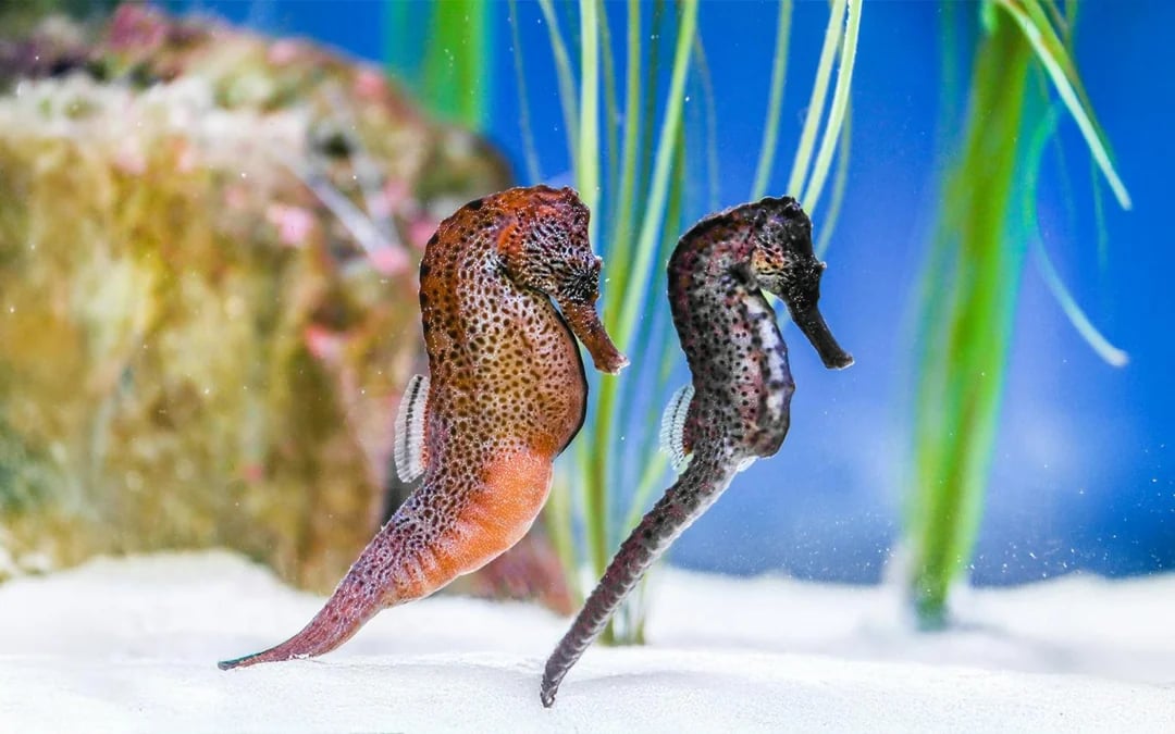 SEA LIFE Konstanz Admission Ticket
 Image 10
