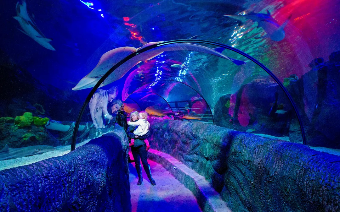 SEA LIFE Loch Lomond Anytime Entry Ticket Image 7