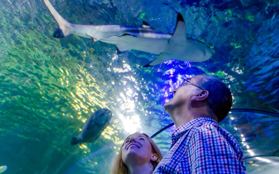 SEA LIFE Loch Lomond Standard Admission Image 1