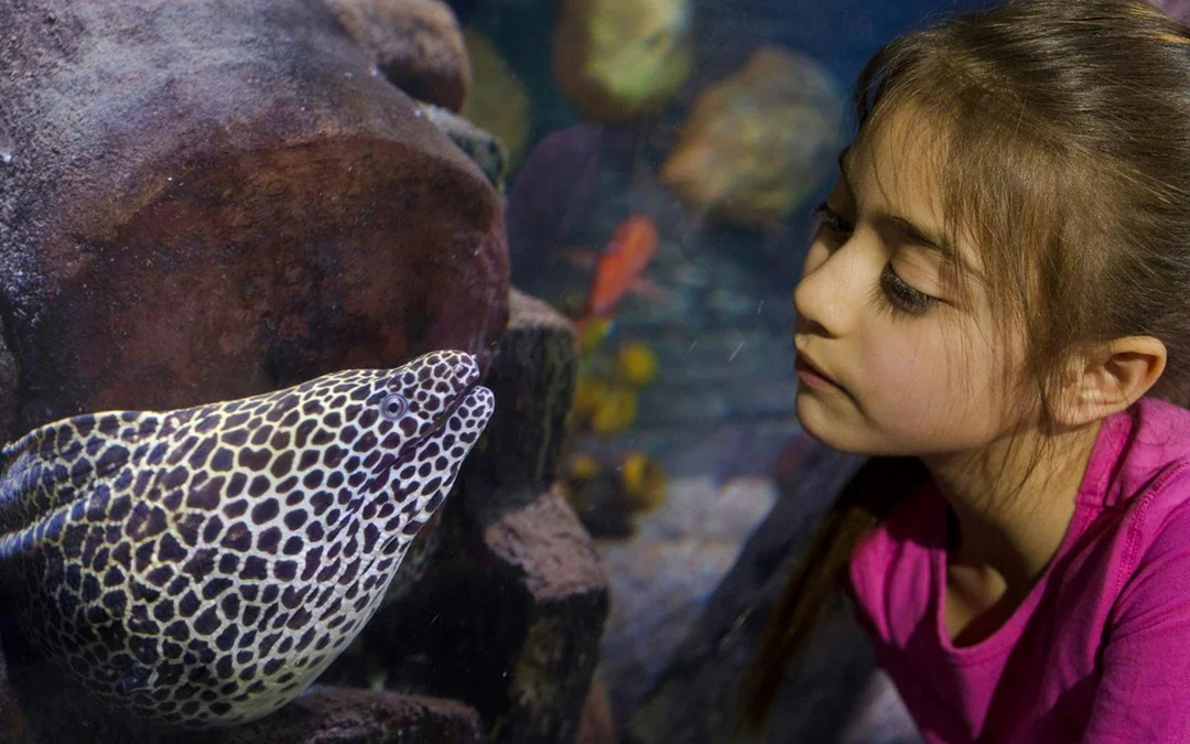 SEA LIFE Loch Lomond Standard Admission Image 3