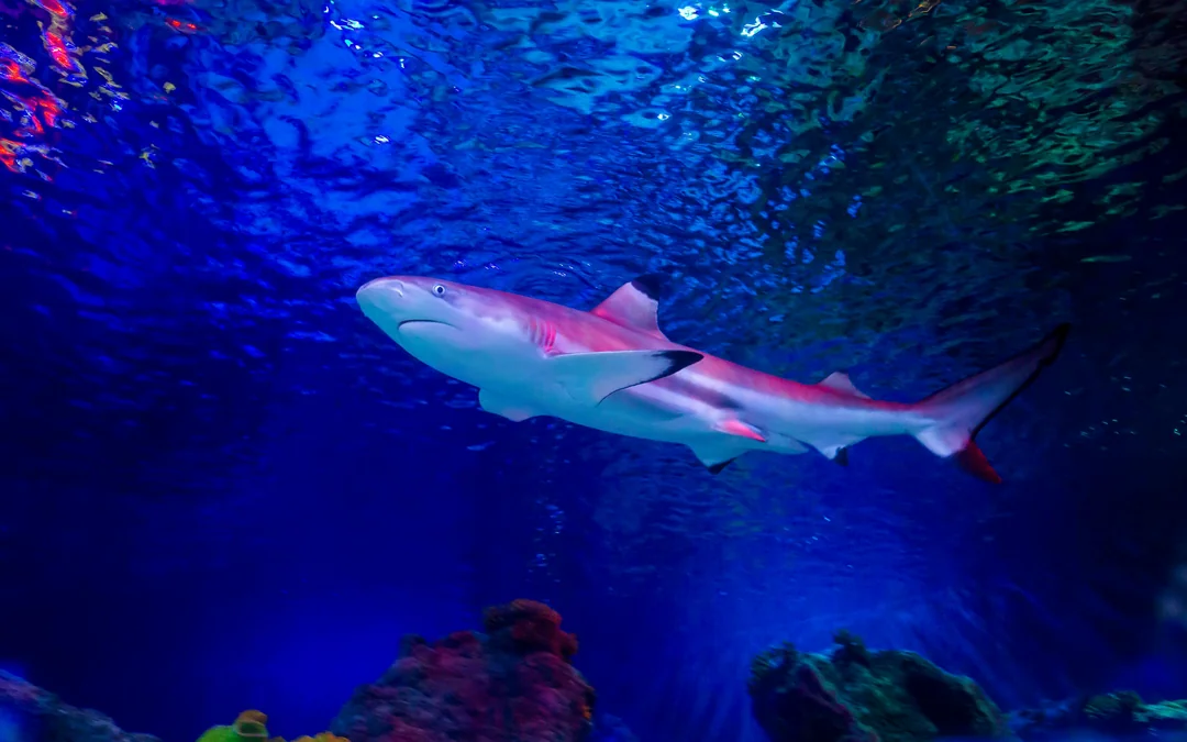 SEA LIFE Loch Lomond Standard Admission Image 4