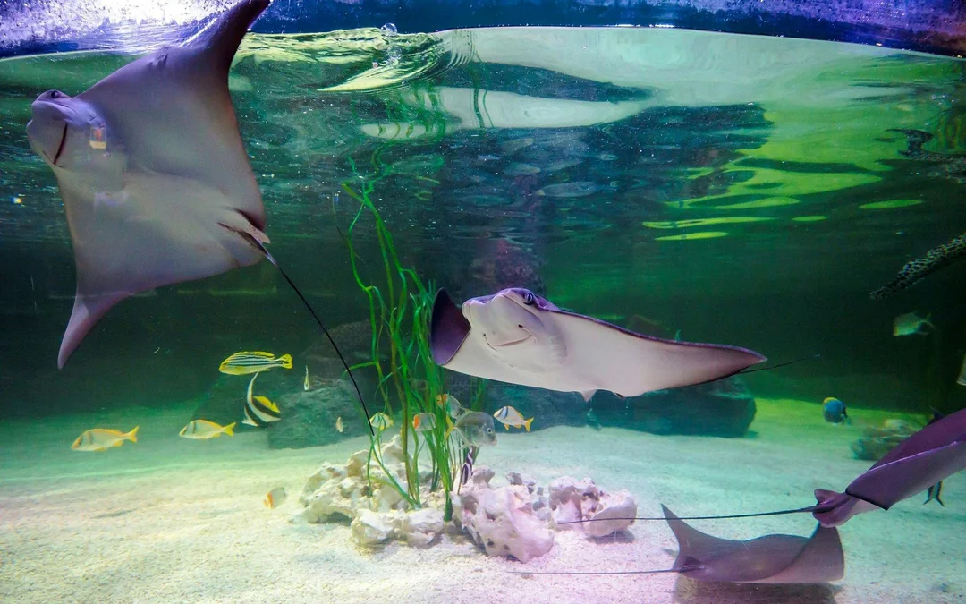 SEA LIFE Loch Lomond Standard Admission Image 5