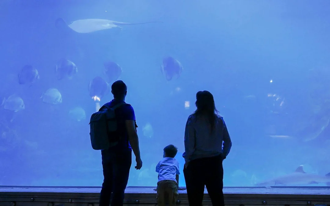 SEA LIFE Loch Lomond Standard Admission Image 6