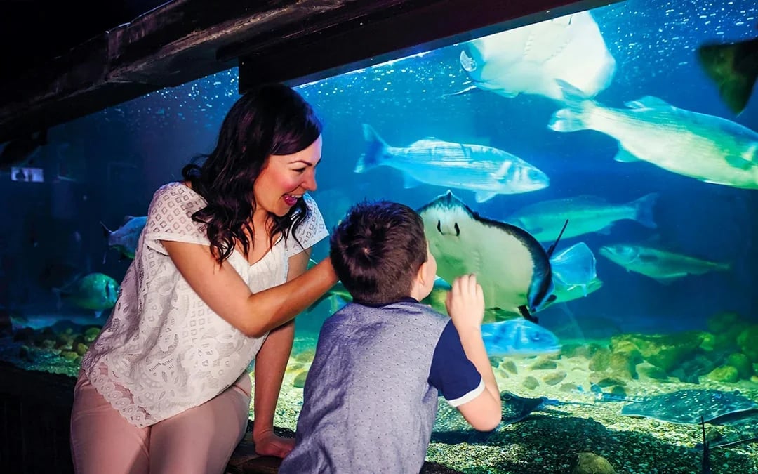 SEA LIFE London Aquarium: Anytime Entry Tickets Image 4