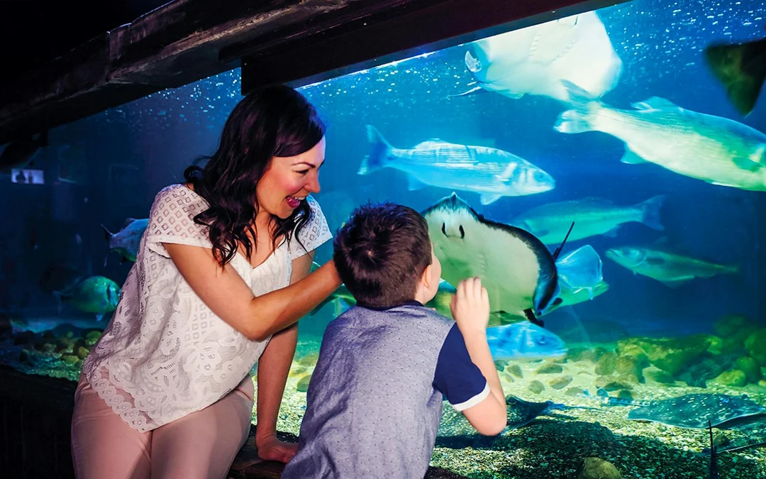 SEA LIFE London Aquarium: Anytime Entry Tickets Image 4