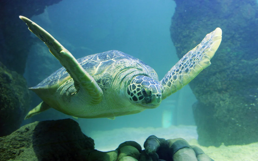 SEA LIFE London Aquarium: Standard Admission Tickets Image 3