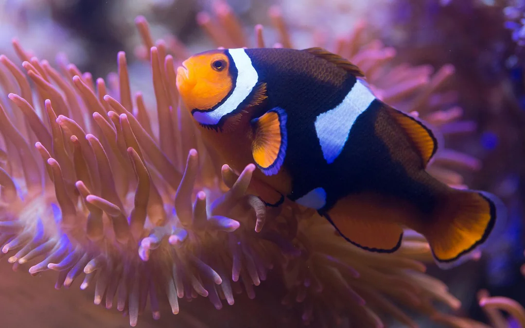 SEA LIFE London Aquarium: Standard Admission Tickets Image 5