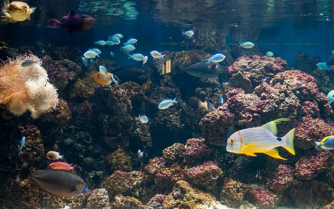 SEA LIFE London Aquarium: Standard Admission Tickets Image 9