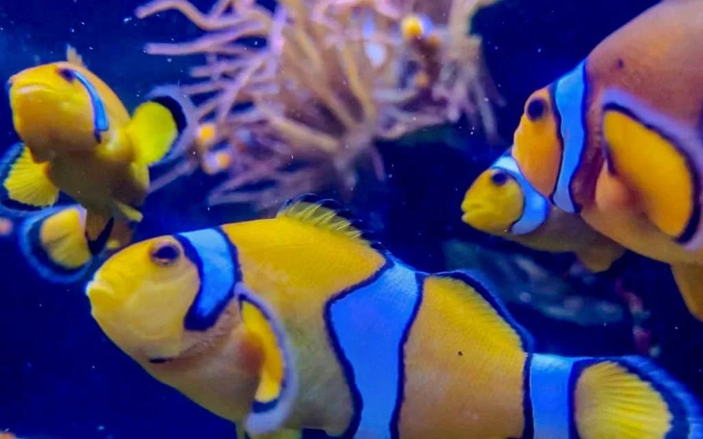 SEA LIFE Manchester Ticket Image 2