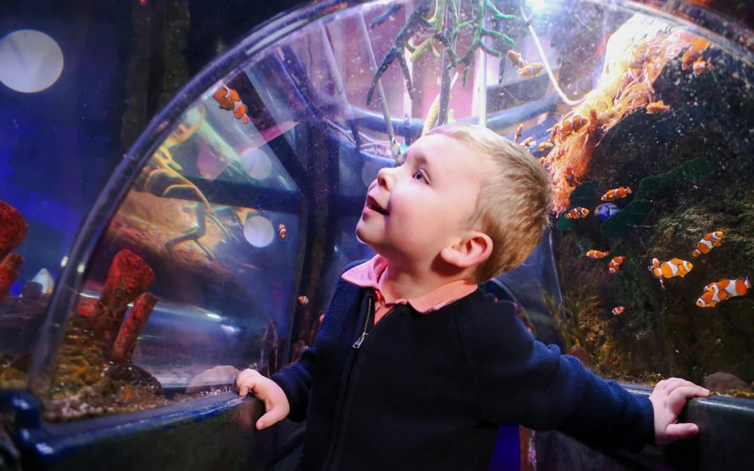 SEA LIFE Manchester Ticket Image 3