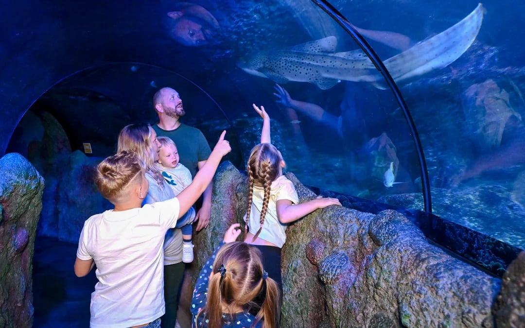 SEA LIFE Manchester Ticket Image 5
