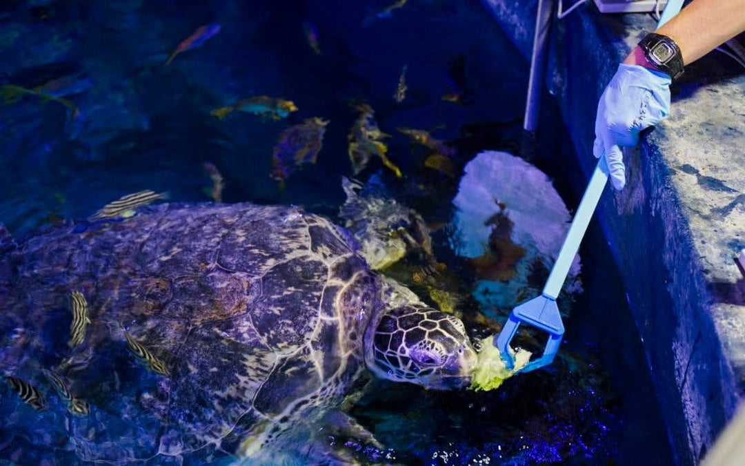 SEA LIFE Manchester Ticket Image 6