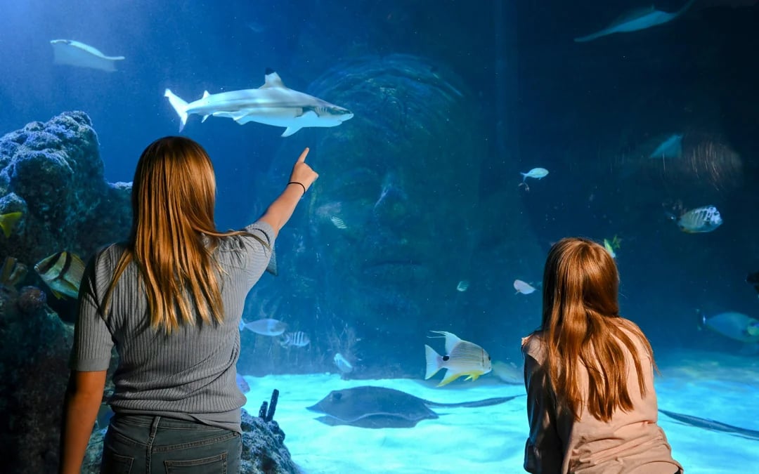 SEA LIFE Manchester Ticket Image 7