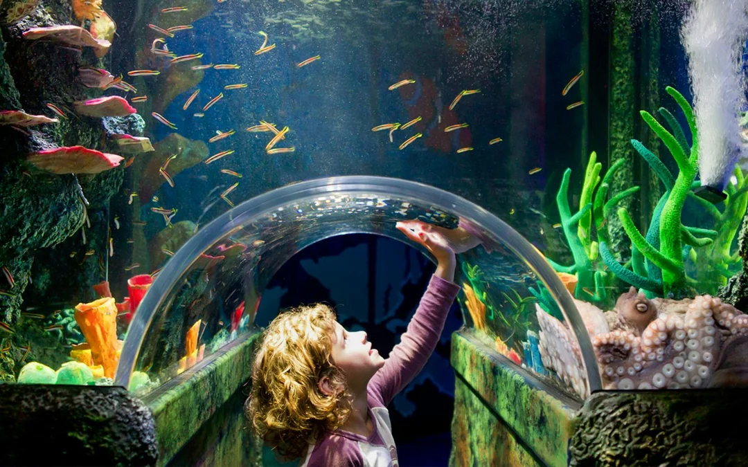 SEA LIFE Melbourne Aquarium Tickets Image 3