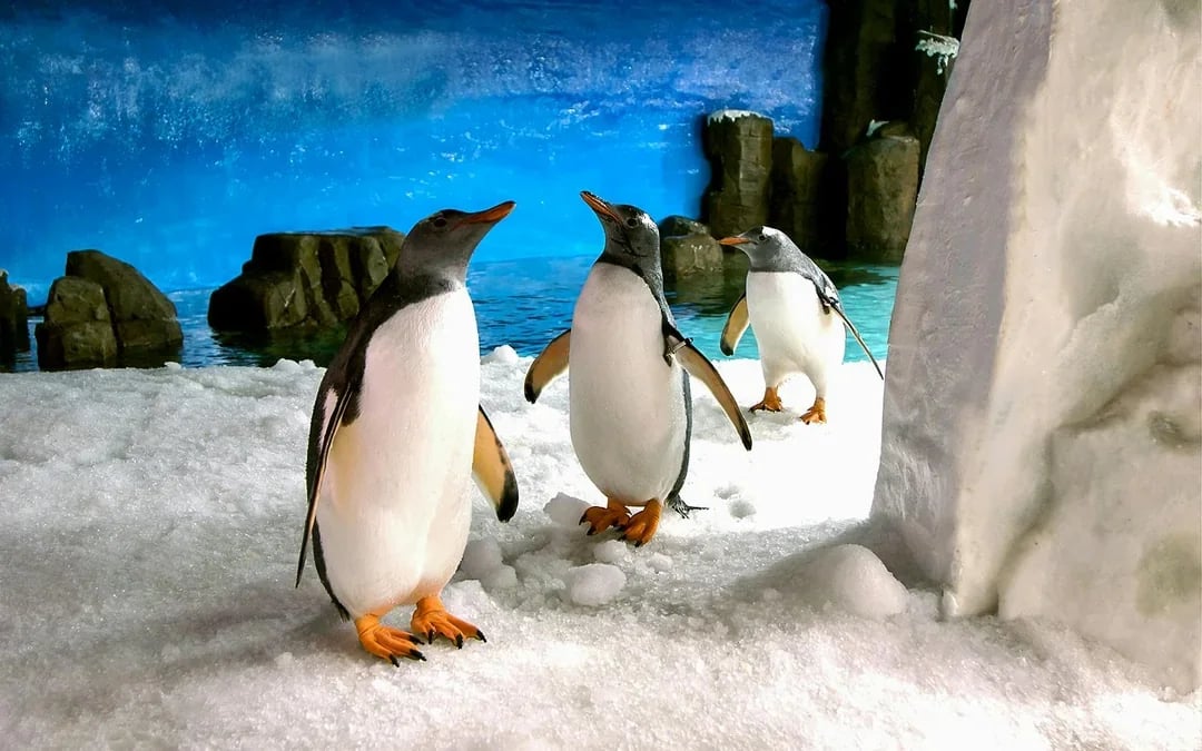 SEA LIFE Melbourne Aquarium Tickets Image 6