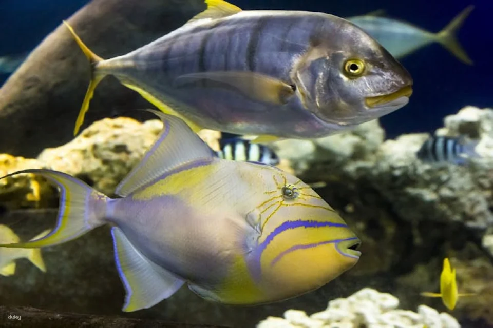 Entrance tickets to discover Munich Sea Life aquarium